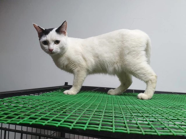 Seth - Domestic Short Hair Cat