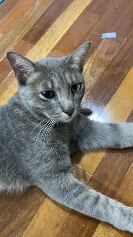 Grey - Domestic Short Hair Cat