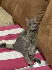 Grey - Domestic Short Hair Cat