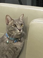 Grey - Domestic Short Hair Cat