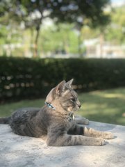 Grey - Domestic Short Hair Cat