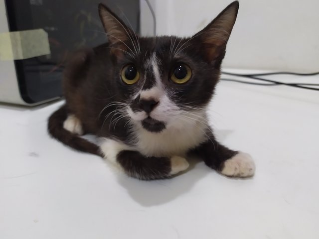 Rascal - Domestic Short Hair + Tuxedo Cat