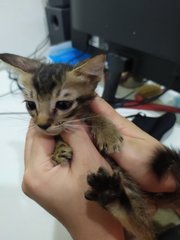 Buster - Domestic Short Hair + Tabby Cat