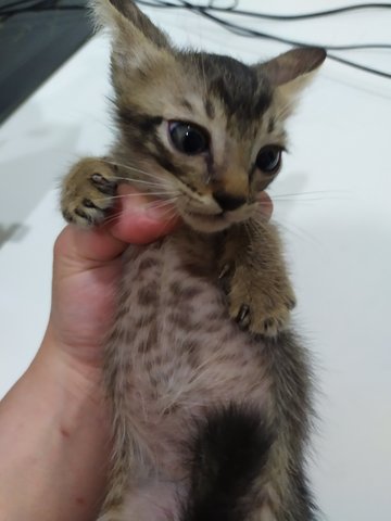 Buster - Domestic Short Hair + Tabby Cat