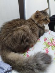 Prue - Domestic Medium Hair + Tabby Cat