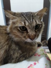 Prue - Domestic Medium Hair + Tabby Cat