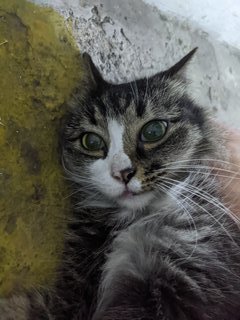 Tupai - Domestic Medium Hair Cat