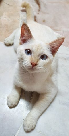 Noel - Domestic Short Hair + Siamese Cat