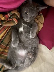 Grey - Domestic Short Hair Cat