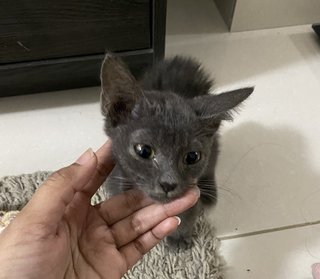 Grey - Domestic Short Hair Cat