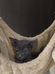 Grey - Domestic Short Hair Cat