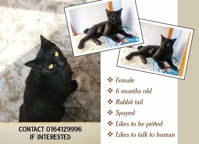 Hamzah  - Domestic Short Hair + Bobtail Cat