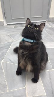 Blackie Boy - Domestic Long Hair Cat