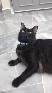 Blackie Boy - Domestic Long Hair Cat