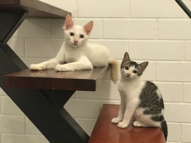 Casper &amp; Hazel - Domestic Medium Hair Cat