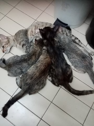 Kittens - Domestic Short Hair Cat