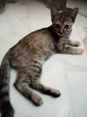 Kittens - Domestic Short Hair Cat