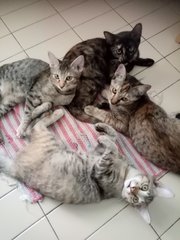 Kittens - Domestic Short Hair Cat