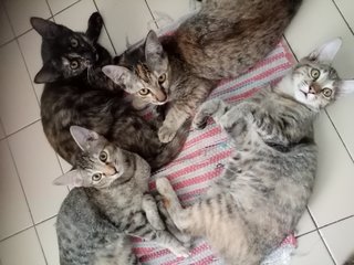 Kittens - Domestic Short Hair Cat