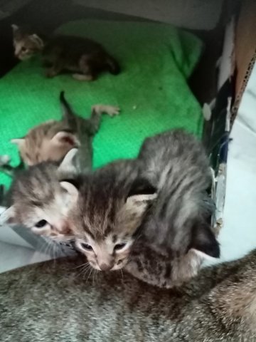 5 Kittens 3 Weeks - Domestic Short Hair Cat