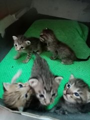 5 Kittens 3 Weeks - Domestic Short Hair Cat