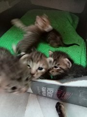 5 Kittens 3 Weeks - Domestic Short Hair Cat