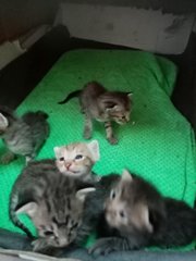 5 Kittens 3 Weeks - Domestic Short Hair Cat