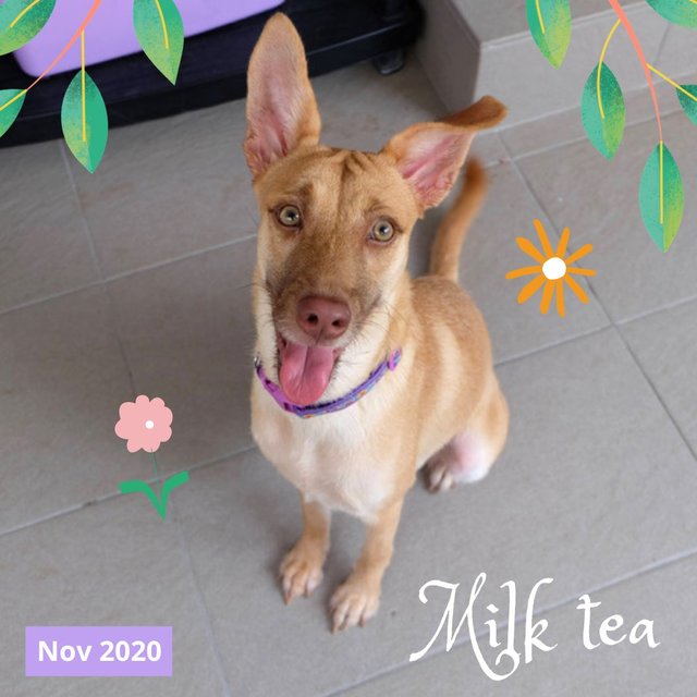 Milk Tea - Mixed Breed Dog