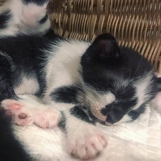 Yang - Domestic Short Hair + Tuxedo Cat