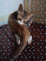 Kittens - Domestic Short Hair + Domestic Medium Hair Cat