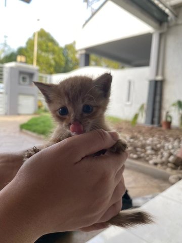 PF104080 - Tabby Cat