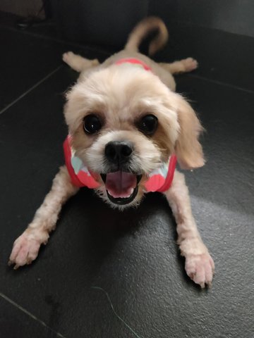 Chewie - Shih Tzu Dog