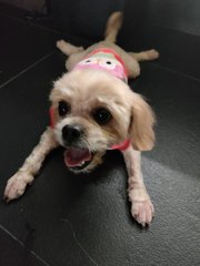 Chewie - Shih Tzu Dog