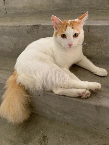 Fuzzy - Domestic Long Hair Cat