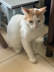 Fuzzy - Domestic Long Hair Cat