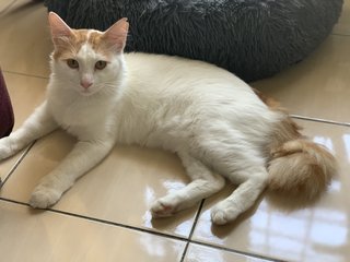 Fuzzy - Domestic Long Hair Cat