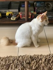 Fuzzy - Domestic Long Hair Cat