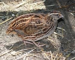 Mimi - Coturnix Quail - Quail Bird