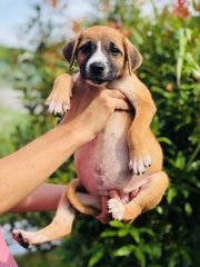 Wonder 8 - Shepherd Dog