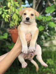 Wonder 8 - Shepherd Dog