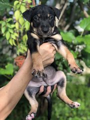 Wonder 8 - Shepherd Dog