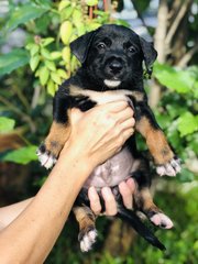 Wonder 8 - Shepherd Dog
