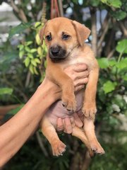Wonder 8 - Shepherd Dog