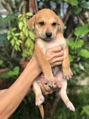 Wonder 8 - Shepherd Dog