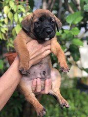 Wonder 8 - Shepherd Dog