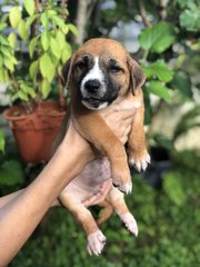 Wonder 8 - Shepherd Dog