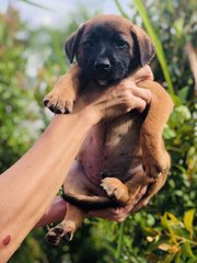 Wonder 8 - Shepherd Dog