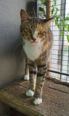 Amber Lee - Student &amp; Xpat Foster Scheme - Domestic Short Hair + Calico Cat