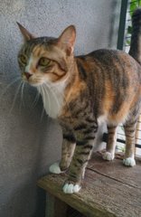 Amber Lee - Student &amp; Xpat Foster Scheme - Domestic Short Hair + Calico Cat