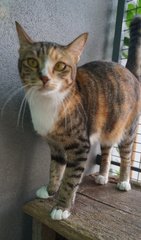 Amber Lee - Student &amp; Xpat Foster Scheme - Domestic Short Hair + Calico Cat